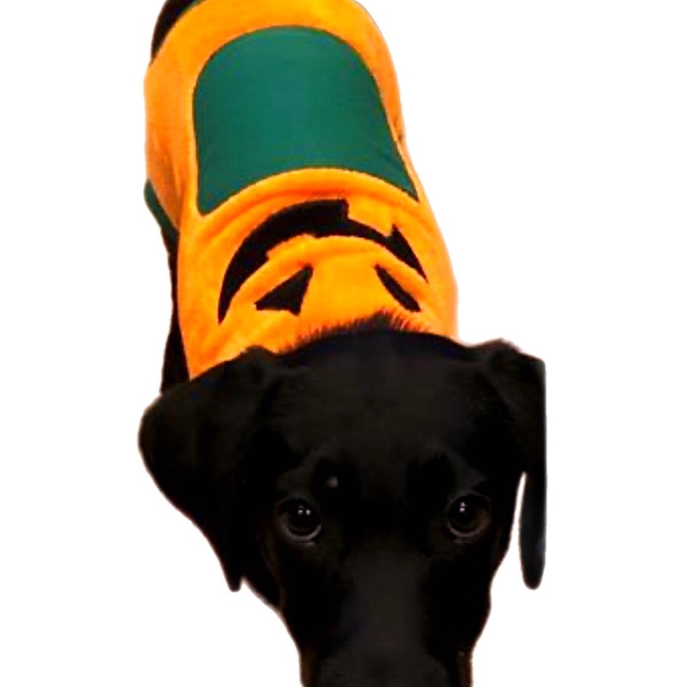 PET JACK O’ LANTERN COSTUME - Picture 3 of 10